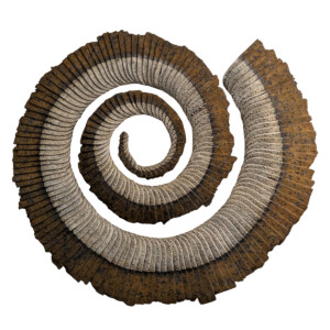 SPIRAL Recycled Skate Boards