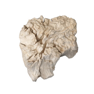Weathered Eroded Teak Root Form