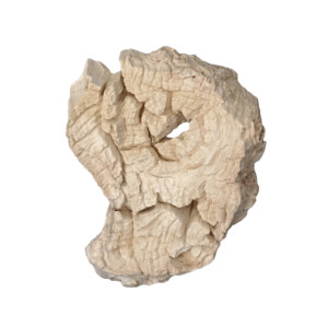Weathered Eroded Teak Root Form