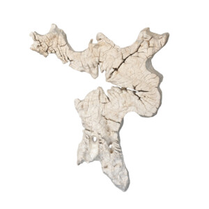 Weathered Eroded Teak Root Form