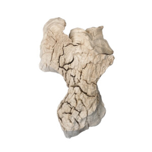 Weathered Eroded Teak Root Form